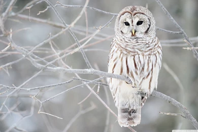 White Owl Wallpapers