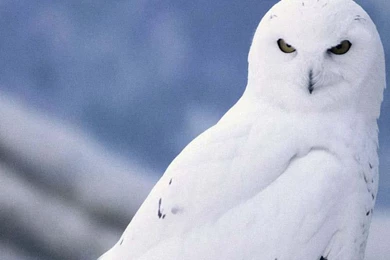 White Owl Wallpapers