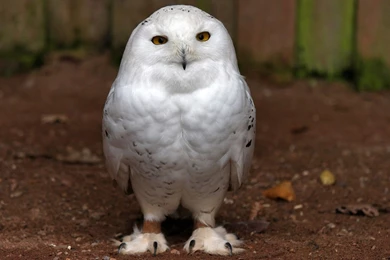 White Owl Wallpapers Iphone Images