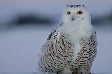 White Owl Wallpapers