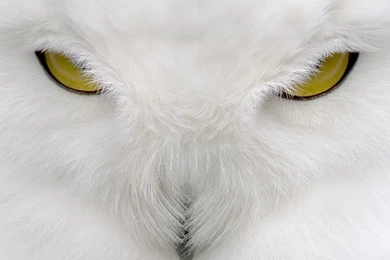 White Owl Wallpapers High Quality