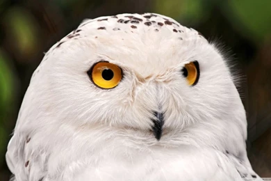 White Owl HD Desktop Wallpapers : High Definition : Fullscreen : Mobile