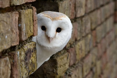 White Owl Wallpapers High Quality