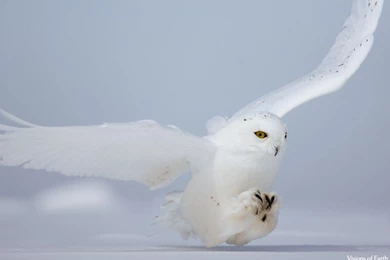 White Owl Wallpapers Hd 8   High Definition : Widescreen Wallpapers