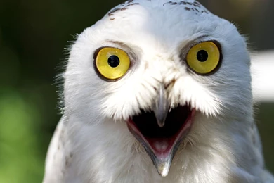 White Owl < Images & Galleries