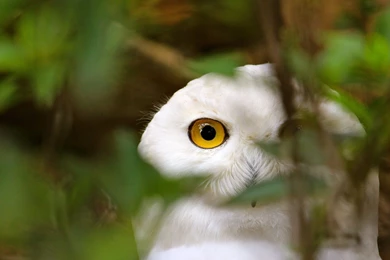 White Owl Wallpapers   201563