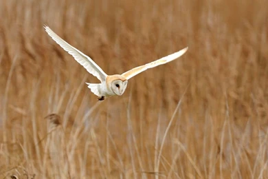 Owl Wallpapers   Owl Bird Wallpapers Gallery