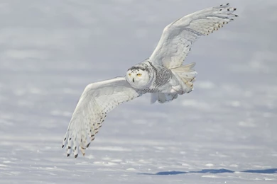 2560x1600 Snow, Snowy Owl, White Owl, Polar Owl, Winter, Wings ...