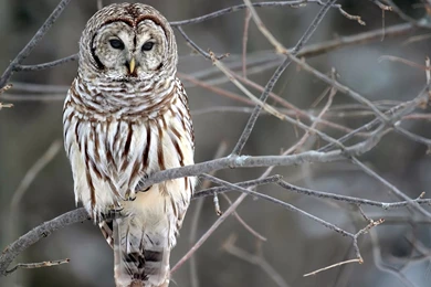 White Owl (id: 68729) – BUZZERG