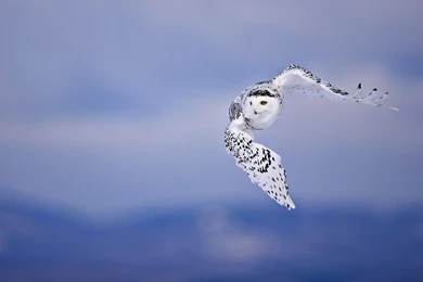 Wallpapers Of A Flying White Owl