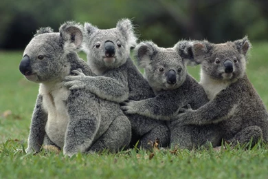 YouWall   Koala Family Wallpapers   Wallpaper,wallpapers,free ...