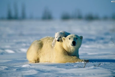 YouWall   Bear Family Wallpapers   Wallpaper,wallpapers,free ...