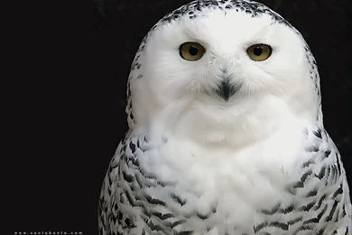 White Owl Wallpapers   Nature Wallpapers