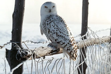 White Winter Owl Wallpapers