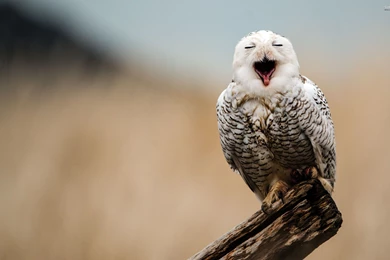 Pirate Wallpapers   Minimalistic Wallpapers