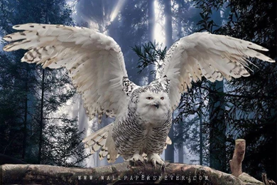 Most Beautiful Big White Owl Floating Their Wings   HD Wallpapers