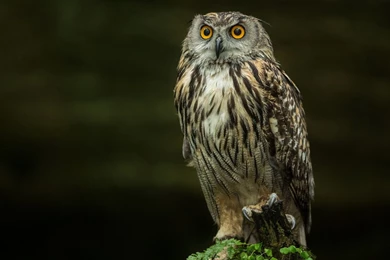 Gallery For   Hd Owl Wallpapers