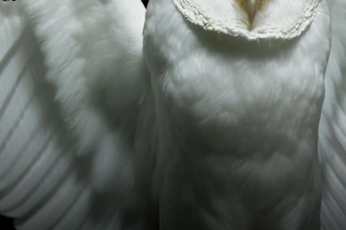 Deftones White Owl Nature