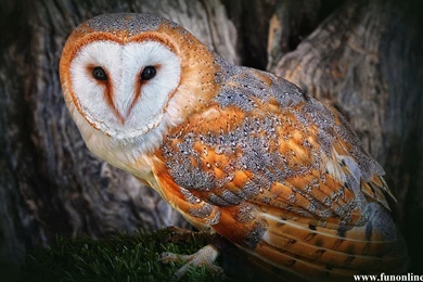 Owl Wallpapers, White And Grey Owls HD Wallpapers Free Download