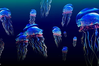 Jellyfish Backgrounds