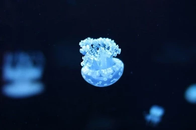 Small Blue Jellyfish Wallpapers Ipad Free Desktop Backgrounds And ...