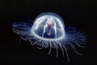 99walls Mauve Stinger Jellyfish Australia Wallpapers