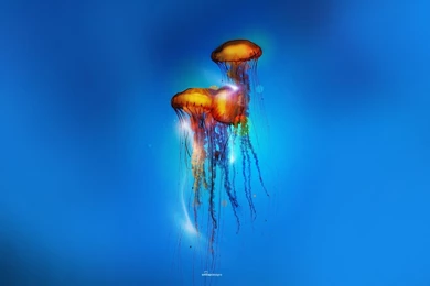 Jellyfish Sea Underwater Water Wallpapers   (