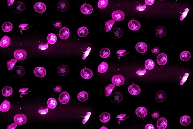 Pink Glowing Jelly Fish Ask.fm Backgrounds   Animal Wallpapers