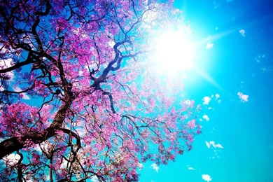 Spring HD Wallpapers Tree Photos Of Making Our Computer Screen ...