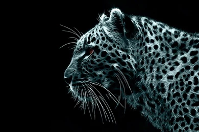 Leopard Africa HD Desktop Wallpapers