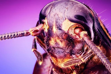 Insect Close up Wallpapers   Animal Wallpapers