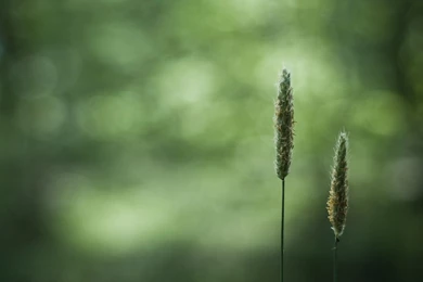 Close Up HD Wallpapers