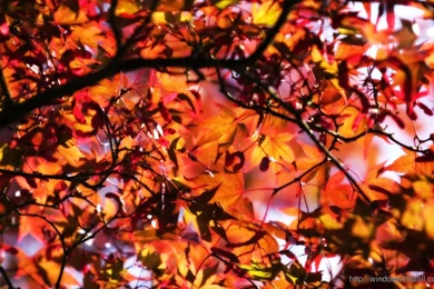 Backgrounds – Page 147 – Windows 10 Wallpapers