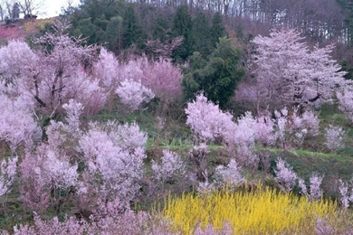 Free Nature Wallpapers   Latest Wallpapers