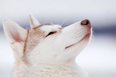 Husky Computer Wallpapers, Desktop Backgrounds