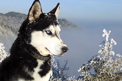 Snow Dogs Siberian Husky Wallpapers Photos