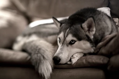 Most Beautiful Husky Wallpapers