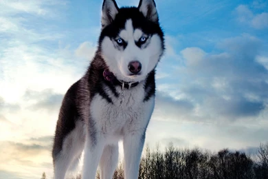 New iPad Air, 4, 3, iPad Mini Retina Husky Wallpapers HD, Desktop ...