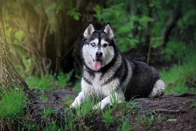 Siberian Husky Wallpapers HD For Dekstop Backgrounds   Wallpapes HD