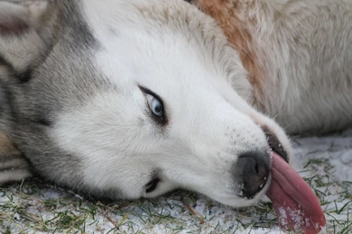 Siberian Husky Wallpapers And Images   Wallpapers, Pictures, Photos