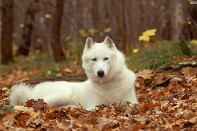 White Husky   Wallpaper.