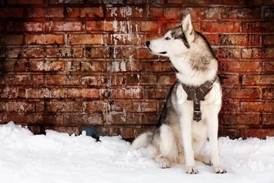 Husky On Grunge Wall Backgrounds