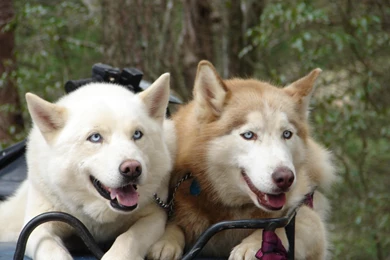 Two Siberian Husky Wallpapers Download