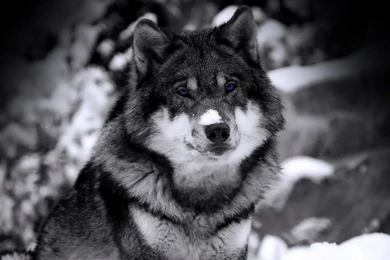 Siberian Husky Wallpapers 2016 12