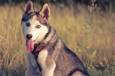 Download Download Husky Wallpapers HD