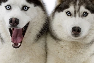 Husky Backgrounds Wallpapers