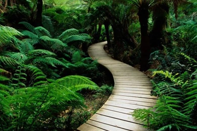 Green iPad Wallpaper.png