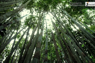 Forest Plants Wallpapers   Photo 211 Of 432