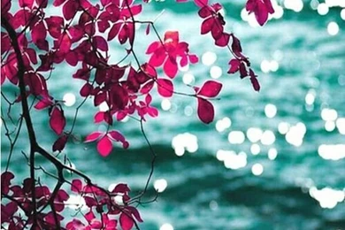 Wallpaper Backgrounds On Pinterest