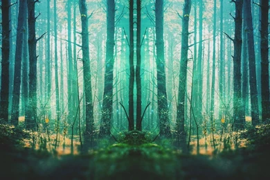 Fantasy Forest Wallpapers By Starnightx On DeviantArt
